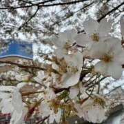 ヒメ日記 2025/04/16 14:15 投稿 イコマ バニーコレクション新潟店