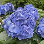 ヒメ日記 2025/06/15 12:03 投稿 りょう ちゃんこ東大阪 布施・長田店