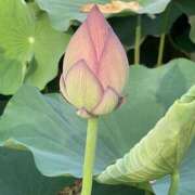 ヒメ日記 2025/07/06 13:18 投稿 りょう ちゃんこ東大阪 布施・長田店