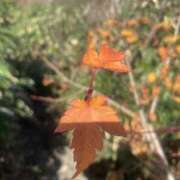 ヒメ日記 2025/10/26 17:58 投稿 りょう ちゃんこ東大阪 布施・長田店