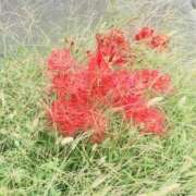 ヒメ日記 2025/11/15 15:33 投稿 藤原かえで Mrs.Dandy Kinshicho