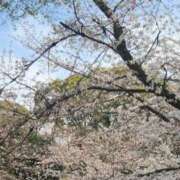 ヒメ日記 2025/04/05 12:45 投稿 藤原かえで Mrs. Dandy shinagawa