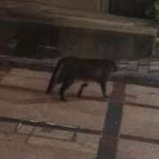 ヒメ日記 2026/07/11 14:58 投稿 藤原かえで Mrs. Dandy shinagawa