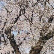 ヒメ日記 2026/04/04 14:39 投稿 藤原かえで Mrs.Dandy Ueno