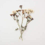 ヒメ日記 2025/01/28 00:21 投稿 まりな プールサイド新橋店