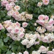 ヒメ日記 2025/10/02 21:19 投稿 まりな プールサイド新橋店