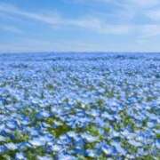 文月陽彩 文月です? 五十路マダムエクスプレス神戸店(カサブランカグループ)