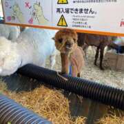 ヒメ日記 2025/06/19 17:22 投稿 高杉しのぶ プレジデントクラブ