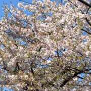 ヒメ日記 2025/04/10 19:41 投稿 るりか 小岩人妻花壇