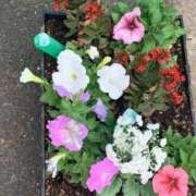 ヒメ日記 2025/05/16 19:10 投稿 るりか 小岩人妻花壇