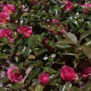 ヒメ日記 2026/01/19 19:16 投稿 るりか 小岩人妻花壇