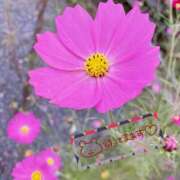 ヒメ日記 2025/10/26 11:32 投稿 かよ 渋谷 風俗 奥様発情の会