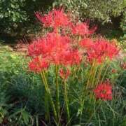 ヒメ日記 2025/10/02 22:34 投稿 きんぎょ 熟女の風俗最終章 仙台店