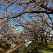 ヒメ日記 2025/04/04 16:18 投稿 ふわり Picasso(ピカソ)