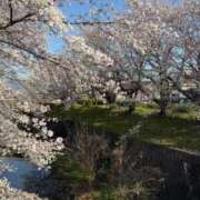 ヒメ日記 2025/04/07 22:06 投稿 ふわり Picasso(ピカソ)