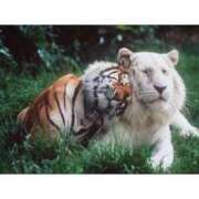 ヒメ日記 2025/07/26 07:42 投稿 あけみ 桃色奥様 松戸本店