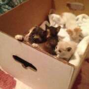 ヒメ日記 2026/01/11 13:09 投稿 あけみ 桃色奥様 松戸本店