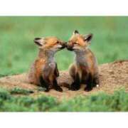 ヒメ日記 2026/01/16 16:51 投稿 あけみ 桃色奥様 松戸本店