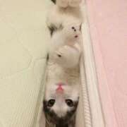 ヒメ日記 2026/01/31 23:08 投稿 あけみ 桃色奥様 松戸本店