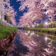 ヒメ日記 2025/04/09 07:29 投稿 りょうこ WHITE ROSE～ホワイトローズ～