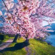 ヒメ日記 2025/04/14 07:10 投稿 りょうこ WHITE ROSE～ホワイトローズ～