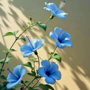 ヒメ日記 2025/04/15 07:31 投稿 りょうこ WHITE ROSE～ホワイトローズ～