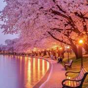 ヒメ日記 2025/04/16 08:08 投稿 りょうこ WHITE ROSE～ホワイトローズ～