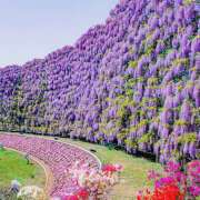 ヒメ日記 2025/04/29 07:26 投稿 りょうこ WHITE ROSE～ホワイトローズ～