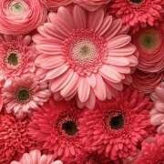 ヒメ日記 2025/05/08 07:19 投稿 りょうこ WHITE ROSE～ホワイトローズ～