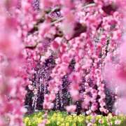 ヒメ日記 2025/05/09 07:16 投稿 りょうこ WHITE ROSE～ホワイトローズ～