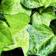 ヒメ日記 2025/05/14 07:41 投稿 りょうこ WHITE ROSE～ホワイトローズ～