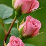 ヒメ日記 2025/05/20 07:25 投稿 りょうこ WHITE ROSE～ホワイトローズ～