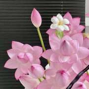 ヒメ日記 2025/05/21 07:22 投稿 りょうこ WHITE ROSE～ホワイトローズ～