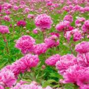 ヒメ日記 2025/05/27 08:07 投稿 りょうこ WHITE ROSE～ホワイトローズ～