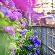 ヒメ日記 2025/06/11 07:03 投稿 りょうこ WHITE ROSE～ホワイトローズ～