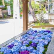 ヒメ日記 2025/06/13 07:33 投稿 りょうこ WHITE ROSE～ホワイトローズ～