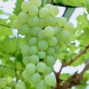 ヒメ日記 2025/06/16 07:23 投稿 りょうこ WHITE ROSE～ホワイトローズ～