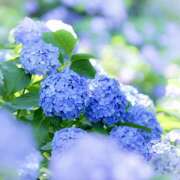 ヒメ日記 2025/06/19 07:27 投稿 りょうこ WHITE ROSE～ホワイトローズ～