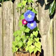 ヒメ日記 2025/07/07 07:41 投稿 りょうこ WHITE ROSE～ホワイトローズ～