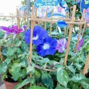 ヒメ日記 2025/07/08 07:19 投稿 りょうこ WHITE ROSE～ホワイトローズ～