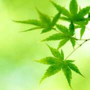 ヒメ日記 2025/08/25 07:03 投稿 りょうこ WHITE ROSE～ホワイトローズ～