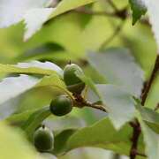 ヒメ日記 2025/09/08 07:05 投稿 りょうこ WHITE ROSE～ホワイトローズ～