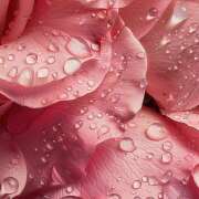 ヒメ日記 2025/09/23 07:05 投稿 りょうこ WHITE ROSE～ホワイトローズ～