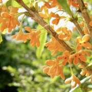 ヒメ日記 2025/10/01 07:00 投稿 りょうこ WHITE ROSE～ホワイトローズ～