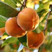 ヒメ日記 2025/10/02 07:23 投稿 りょうこ WHITE ROSE～ホワイトローズ～