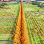 ヒメ日記 2025/10/07 07:45 投稿 りょうこ WHITE ROSE～ホワイトローズ～