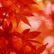 ヒメ日記 2025/11/04 07:04 投稿 りょうこ WHITE ROSE～ホワイトローズ～