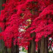 ヒメ日記 2025/11/17 07:01 投稿 りょうこ WHITE ROSE～ホワイトローズ～