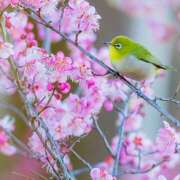 ヒメ日記 2026/03/02 07:02 投稿 りょうこ WHITE ROSE～ホワイトローズ～