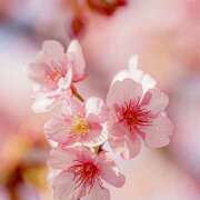 ヒメ日記 2026/03/16 07:10 投稿 りょうこ WHITE ROSE～ホワイトローズ～